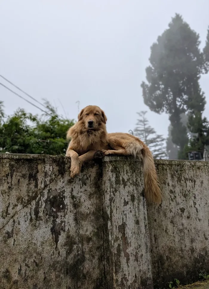 A golden indie resting on a mossy wall in the Landour fog