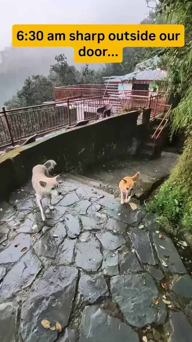 Two dogs waiting outside the door at 6:30 am, from the reel “6:30 am sharp outside our door…”
